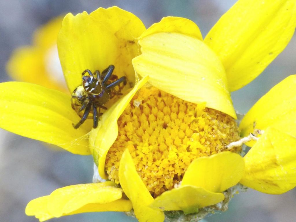 Synema globosum: accoppiamento